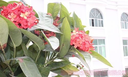  聯(lián)眾安花事 