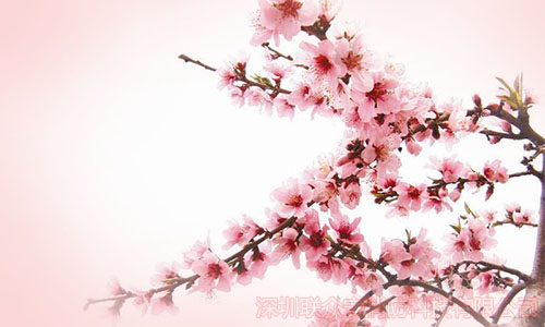 給不了十里桃花爛漫，聯(lián)眾安愿能護(hù)您一世長安 